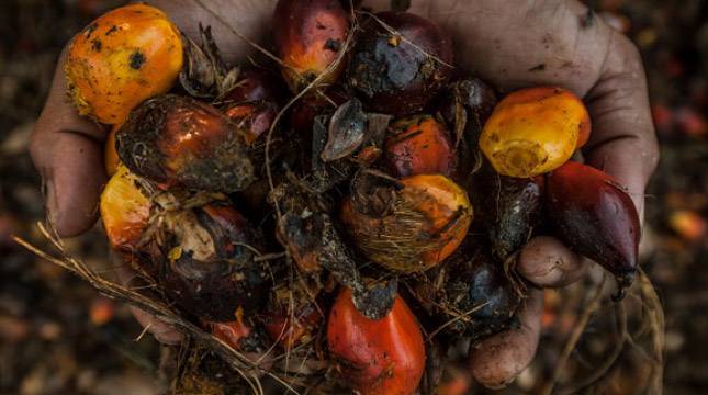 BWPT Yakin Bisa Panen 226.000 Ton Buah Sawit Tahun ini