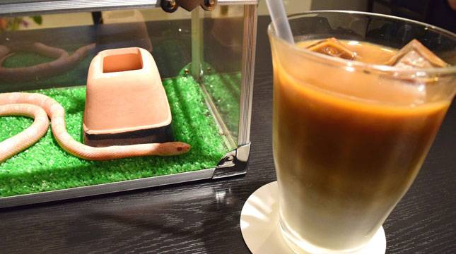 Kafe Ini Tawarkan Bermain Sembari Makan Bersama Ular, Berani Coba?