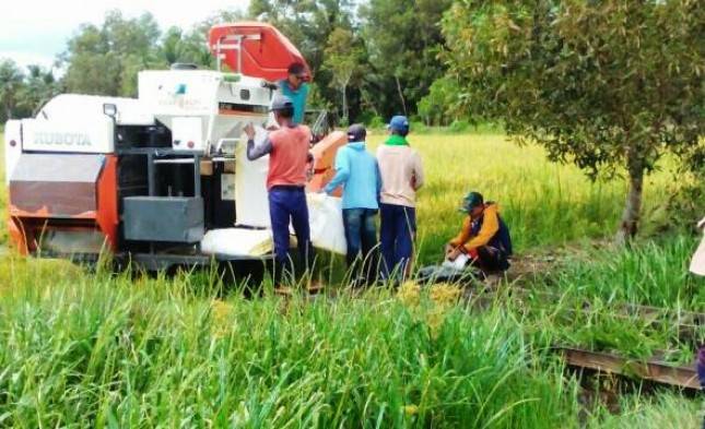 Panen Padi Makin Gencar di Banyuasin dan Musi Rawas, Bukti Pasokan Pangan Aman