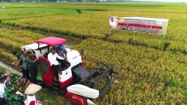 Tumpang Sari Padi Gogo Jagung Mampu Atasi Persaingan Antar Lahan 