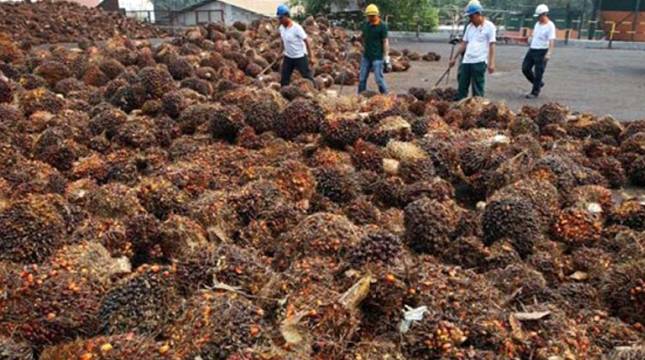 Kemendag Rilis Harga Referensi Produk: CPO Turun, Biji Kakao Naik
