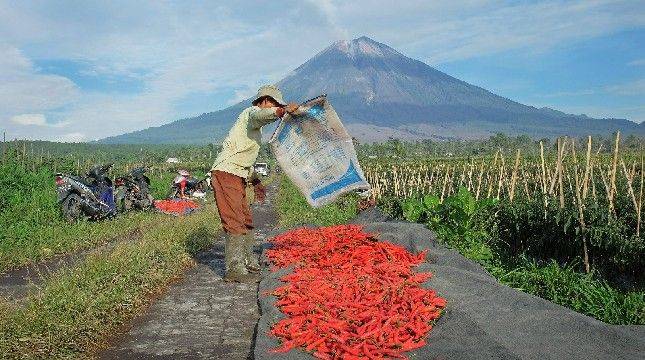 BRI Salurkan KUR Rp65,95 Triliun, Jangkau 558 Ribu Petani dan 23 Ribu Nelayan per April 2026 