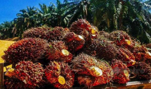 Satya Bumi dan POPSI, Menegaskan: Ekspor Satu Pintu Sawit dan Nikel melalui Danantara Masih Gelap