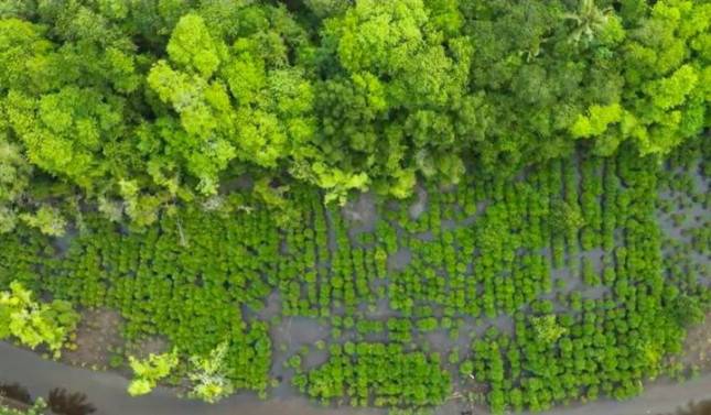 Tiga Tahun Berjalan, Program Mangrove NHM Ubah Pesisir Kao Menjadi Habitat Hijau Produktif