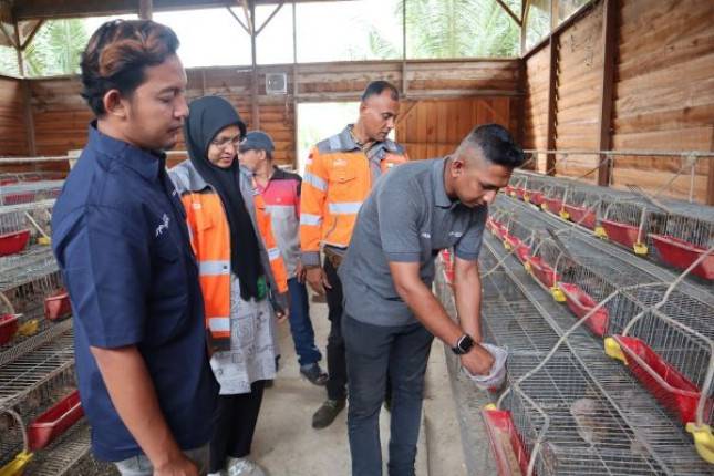 Dari Sampah Pantai ke Pakan Ayam: SIG Pangkas Biaya Peternak Aceh 60%