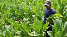 Bisa Mematikan Petani Cengkeh, APCI Tolak Aturan Tembakau di RPP Kesehatan