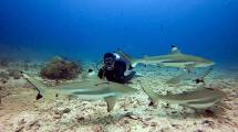 Diving @Morotai