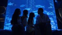 Jakarta Aquarium Safari