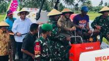 Gubernur Maluku Utara, KH Abdul Gani Kasuba, Ikut Turun Tangan Dengan Ikut Memanen Bersama Para Petani di Halmahera (Foto: Ist)