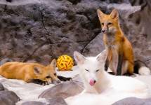 Red Fox dan Arctic Fox