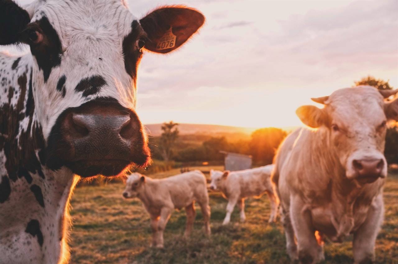 Sapi di padang rumput - potensi biogas dari kotoran ternak