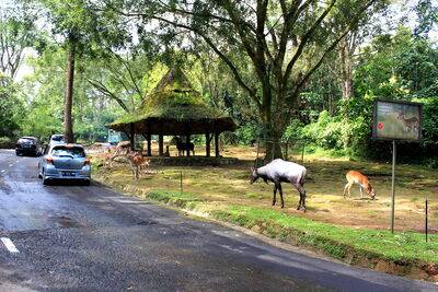 Jalur Anti Macet Puncak Bogor