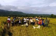 Catat! Tugas Bulog Bantu Serap Beras Petani, Panen Raya di Depan Mata