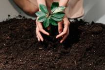 Hands gently planting a young sprout in fresh soil, symbolizing growth and care. (Foto: Ron Lach / Pexels)