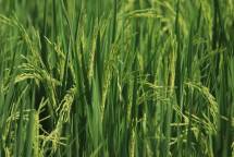 green grass field during daytime (Foto: Mufid Majnun / Unsplash)
