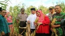 Ketum Parmusi Usamah Hisyam pakai baju putih berkopih hitam menyaksikan panen jagung di NTT