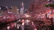 Musim Semi, Ini Dia Destinasi Wisata Menarik untuk Melihat Bunga Sakura
