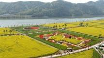 Menikmati Keindahan Bunga Canola di Festival Bunga, Korea Selatan