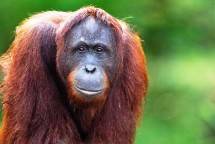 Orangutan Kalimantan (Foto Dok Industry.co.id)