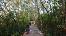 Kebun Raya Mangrove Surabaya Bakal jadi Hutan Mangrove Terbesar di Indonesia