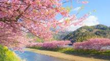 Festival Sakura Kawazu, Jepang (Foto:facebook.com/KunjungiJepang)