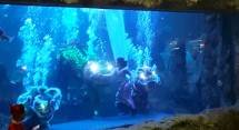 Sambut Imlek, Sea World Hadirkan The Battle of Yin Yang Di Akuarium Utama