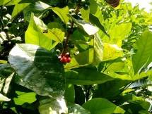  Agrowisata Kampung Kopi di Kotawaringin Barat (Foto: Chodijah Febriyani/Industry.co.id)