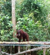 Spesies Orangutan yang Berada di Taman Nasional Tanjung Puting (Chodijah Febriyani/Industry.co.id)