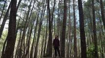 Tak Hanya di Pulau Jawa, Sulawesi Juga Punya Wisata Hutan Pinus, Seperti Apa Ya?