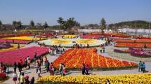 Festival Tulip Taean (Foto: visitkorea.or.id)