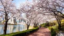 Catat! Ini Waktu yang Tepat Untuk Menyaksikan Sakura Bermekaran di Korsel