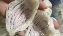 foto Ilustrasi Sarang Burung Walet