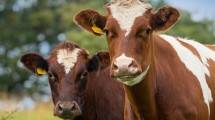 Ilustrasi Sapi Impor ( Chris Clor / Getty Images)