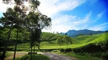 Agrowisata Perkebunan Tlogo Semarang (Foto: wisataindonesia.biz)