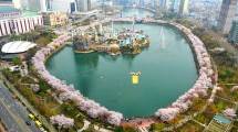 Festival Cherry Blossom Seokchonhosu Lake (Foto: news.sbs.co.kr)