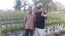 Karman, Petani Cabai