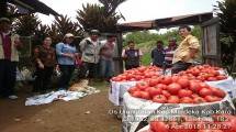 Harga Tomat di Kab Karo membaik