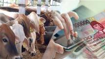 Pasokan sapi jelang Idul Fitri 