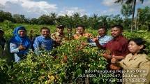 Blitar Panen Cabai 4.000 Ha, Siap Amankan Pasokan