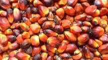 Pemerintah Lanjutkan Rencana Aksi Perkebunan Kelapa Sawit Berkelanjutan