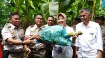 Kepala Badan Karantina Pertanian, Kementerian Pertanian, Banun Harpini saat melepas ekspor perdana pisang Mas Tanggamus ke Cina