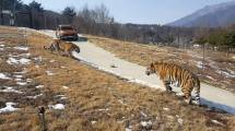 Harimau Siberia di Arboretum Nasional Baekdu, Korea Selatan (Foto: The National Baekdu)