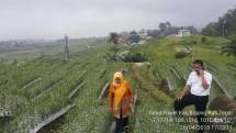 Pertumbuhan Benih Bawang Putih dari India dan Mesir Bagus (Foto Dok Industry.co.id) 