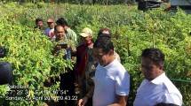 Wagub DKI Sandiaga ke Magelang cek ketersediaan cabai