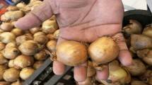Bawang Bombai