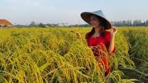 Food Station Kembangkan Budidaya Padi dan Jagung Gunakan Pupuk Organik ExtraGEN