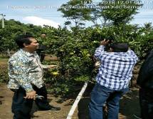 Wisata ke Garut, Ingat Jeruk Garut