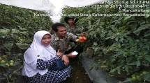 Ini Rahasia Tanam Cabai Saat Off Season