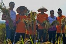 Menteri Badan Usaha Milik Negara (BUMN) Rini Soemarno kembali melaksanakan program Serap Gabah (Sergab) oleh BUMN dalam kunjungan kerjanya ke Garut, Jawa Barat.