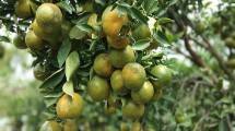  Varietas unggul jeruk dari PUI Jeruk Balitjestro